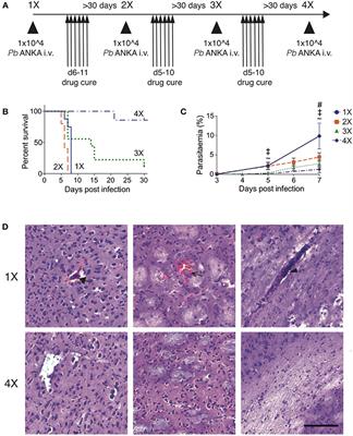 Infection-Induced Resistance to Experimental Cerebral Malaria Is Dependent Upon Secreted Antibody-Mediated Inhibition of Pathogenic CD8+ T Cell Responses